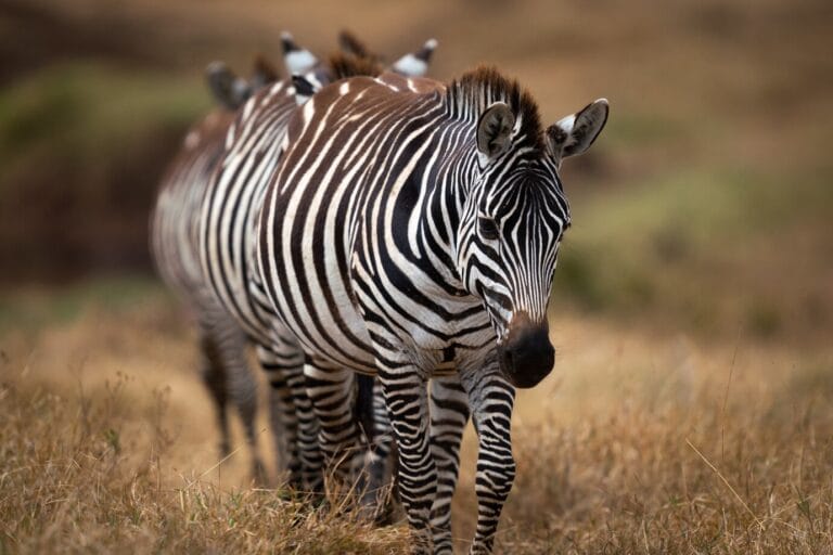 Zebra in Tanzania national park