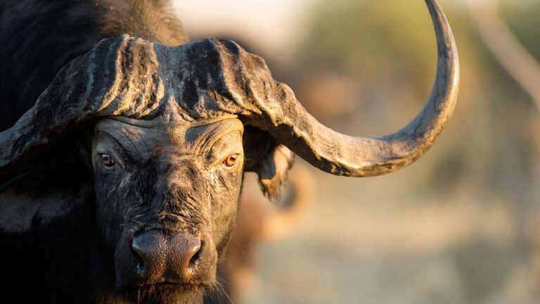 A photo of a Buffalo