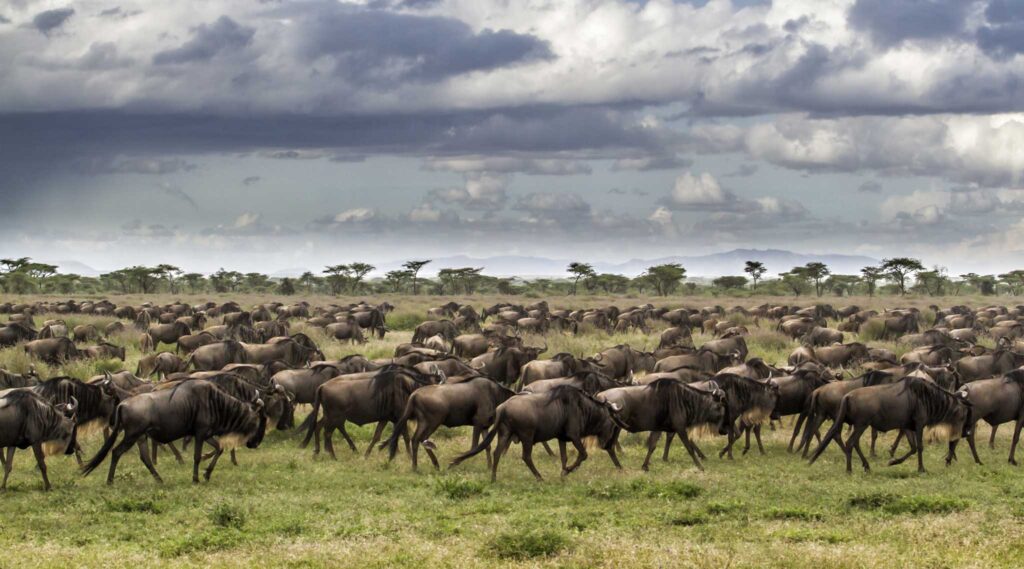 Wonders of Serengeti National Park