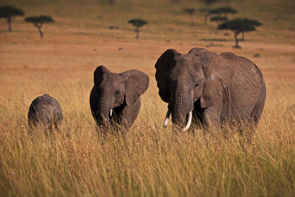 3Days Toasting to Big 5 Adventure in Tanzania Safari