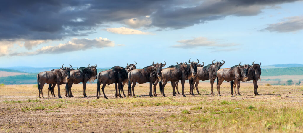 12Days Tanzania Safari Photography, Capture the Essence of Africa
