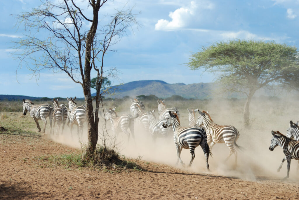Exploring Tanzania's Untamed Wilderness