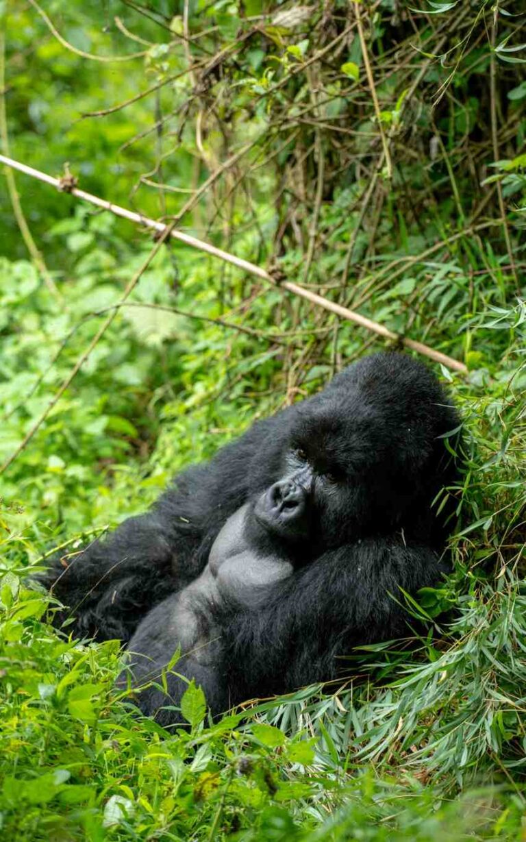 gorilla in uganda