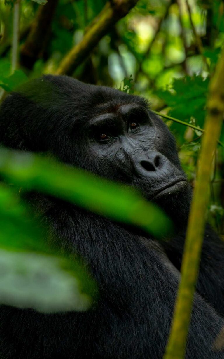 Gorilla in Bwindi Impenetrable National Park