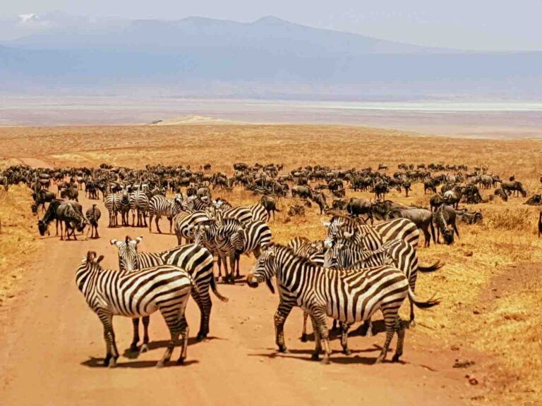 Wildebeests and Zebras affected with the dry Tanzania weather