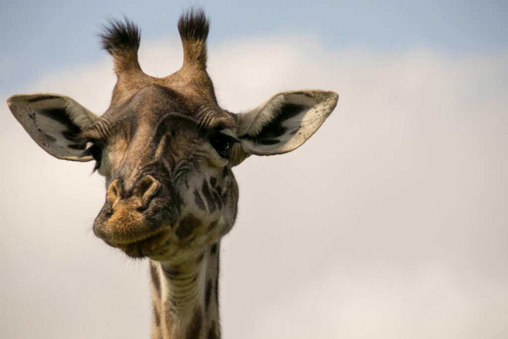 An article answering questions about how tall a giraffe is
