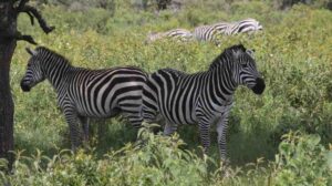 Zebras with black and white stripes