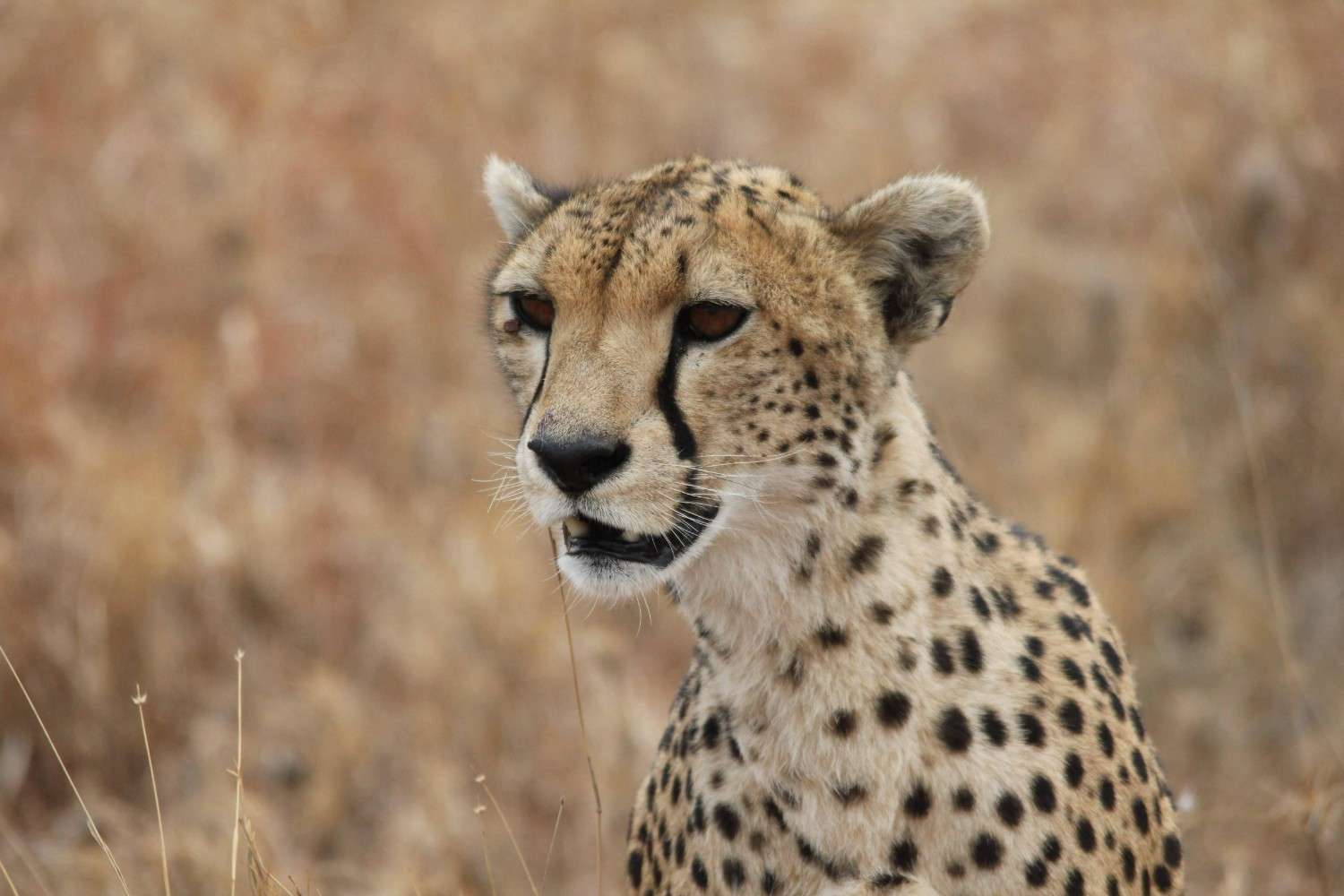 Cheetah in the Serengeti, one of the best safari locations in Africa