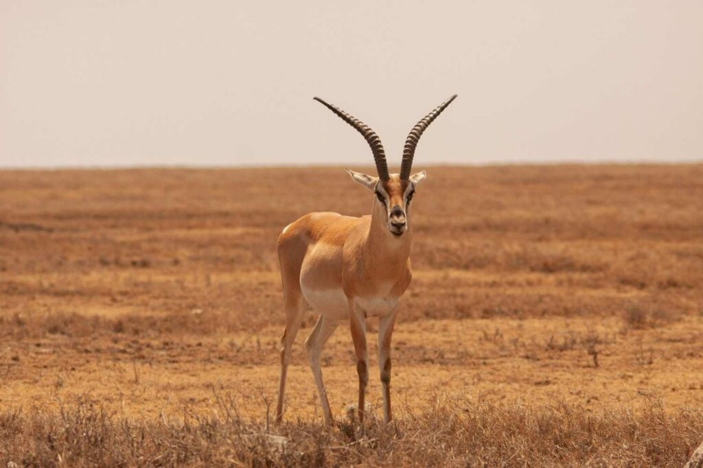 A photo showing Grants Gazelle in the Tanzania Safari.