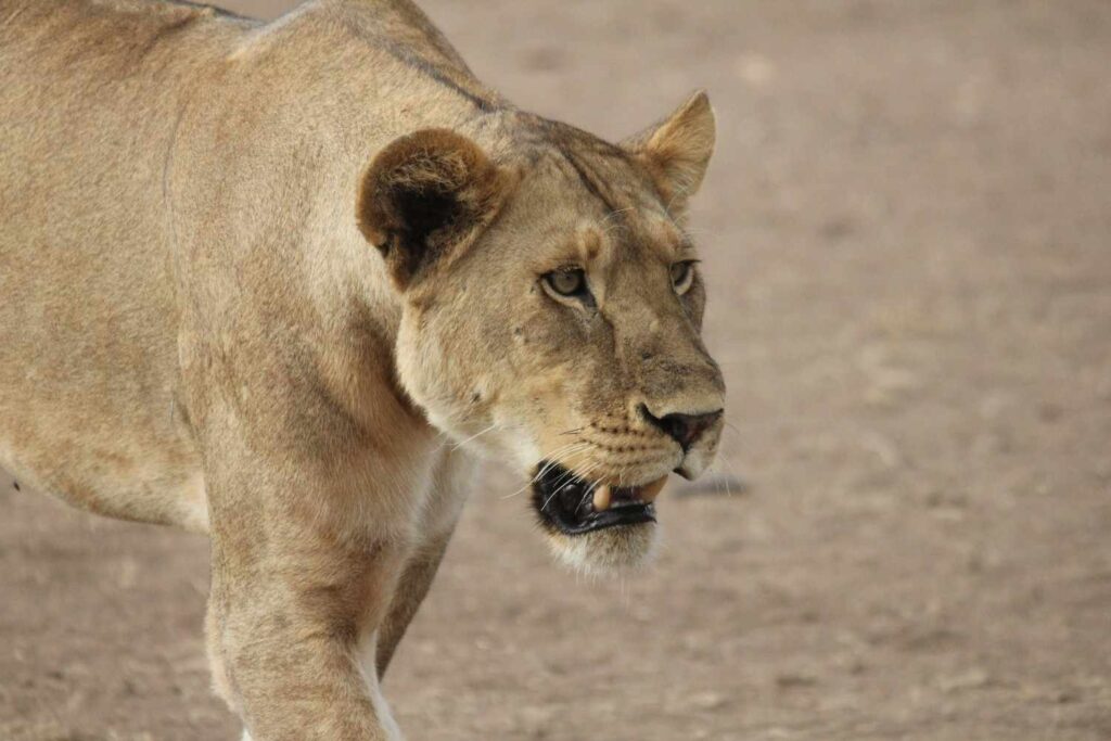 a picture of a lioness for Tanzania safari packages