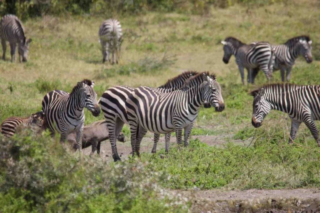 zebra in Ngorongoro